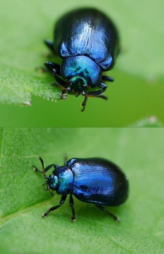 Plagiosterna aenea